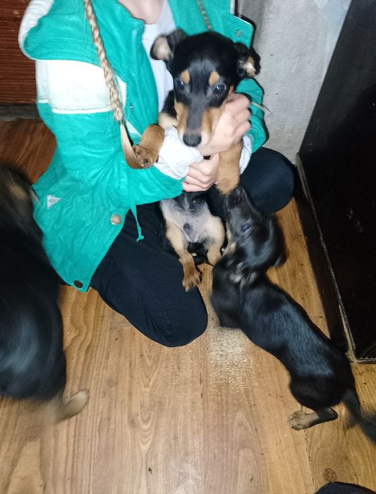 Цуценята (майже) такси в добрі руки