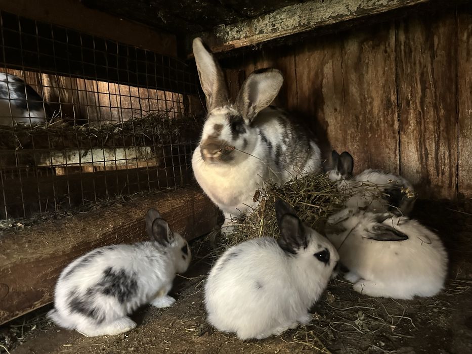 Продаються кролі