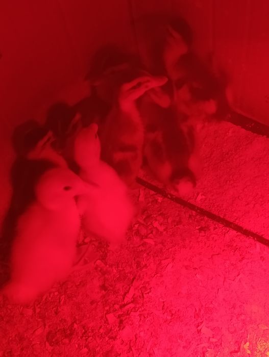 Patos de raça Ruan