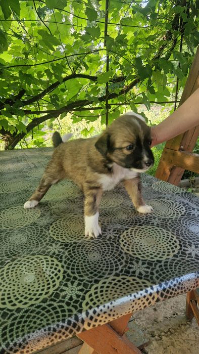 Цуценя в добрі руки
