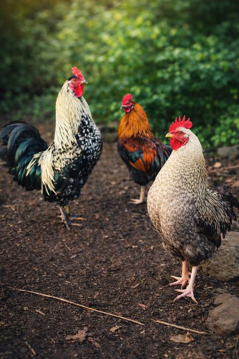 Sprzedam koguty tanio