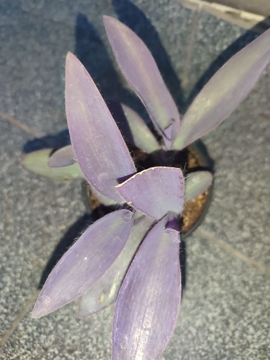 sprzedam trykrotkę purpurową.