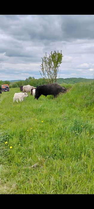 Galloway byk rozplodnik bydło