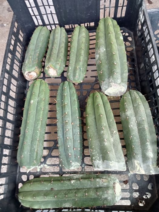 Cactos San Pedro / wachuma.cacto.sagrado