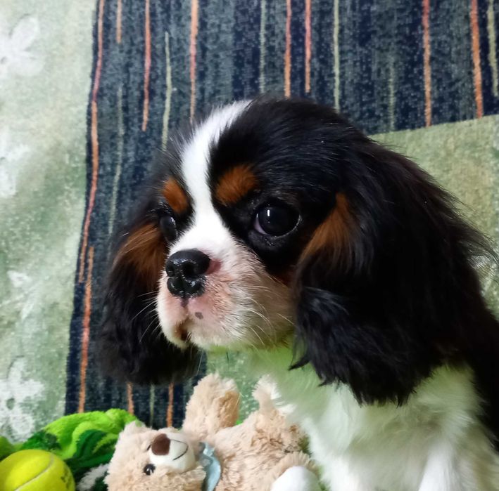 Кавалер кінг чарльз спаніель