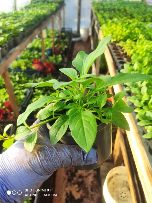 Сурфінія, петунія, інші квіти