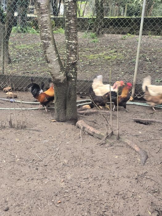 Três garnizes para venda