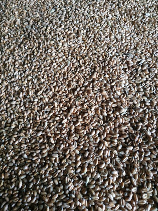 Pszenica ozima, owies czarny, gniady, cavaliere, żółty po centrali