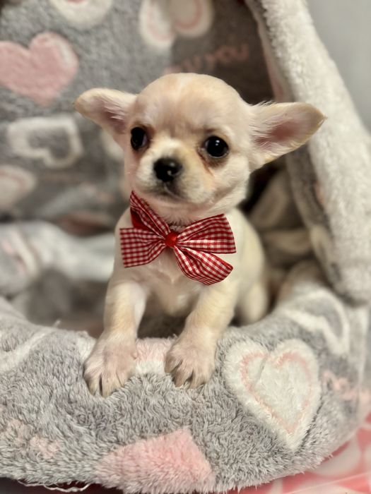 Chihuahua pelo longo com LOP