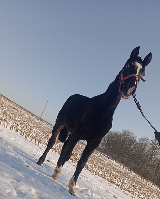 Ogierek śląski kary
