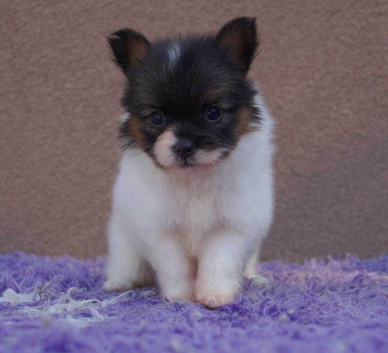 мини девочка папильон