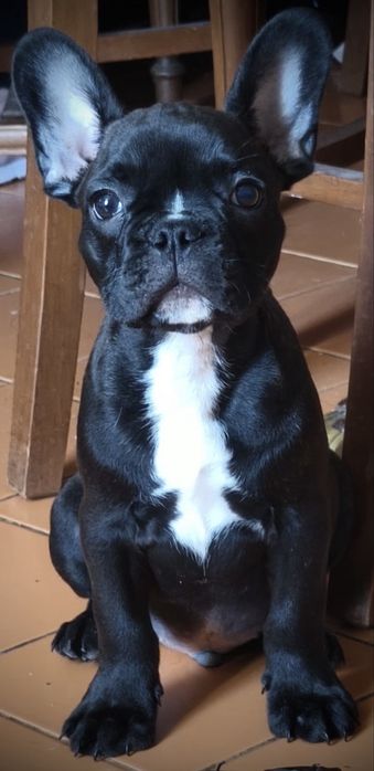 Bulldog frances