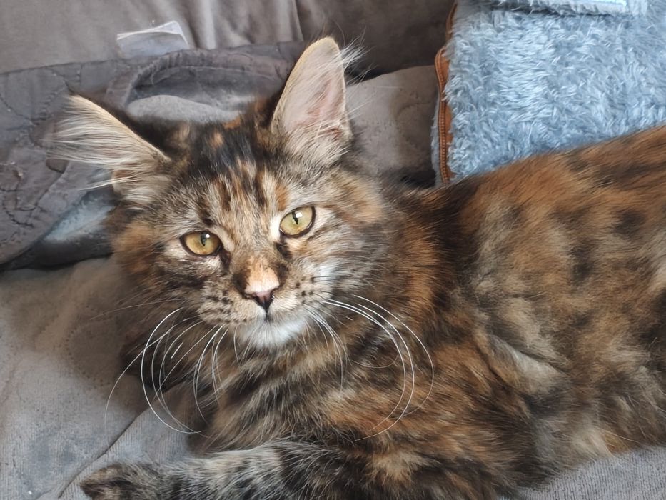 Kotka Maine Coon