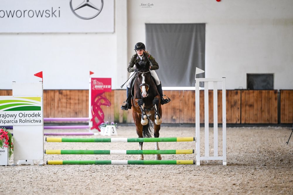 wałach Zangersheide po Casallco