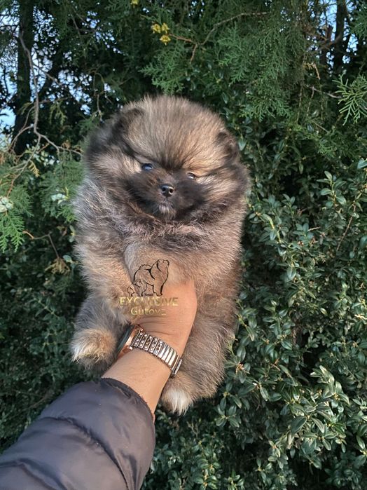 Exclusive Merle Teddy Bear Pomeranian