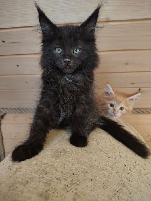 Maine coon, olbrzymi kotek, kotek, kotka Maine coon