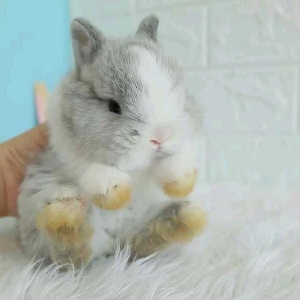 Mini coelhos anões +Gaiola Nova+alimentação +acessórios