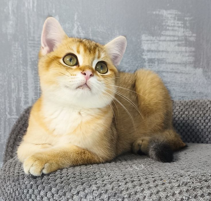 Золота шиншила кошенята котята котики котик
