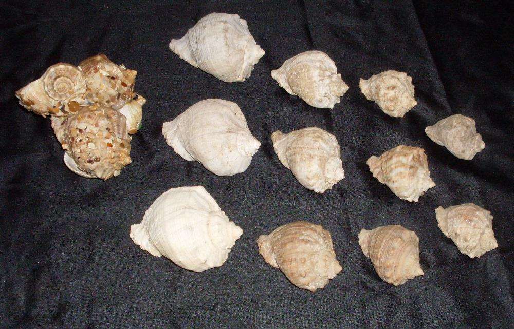 Морские камни рапаны трутовики для аквариума и декора