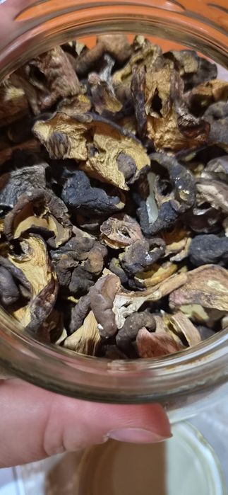 Borowik ceglastopory