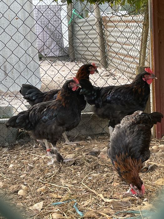 Varios Galos Marans