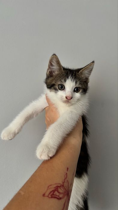 Котики 1,5 місяці