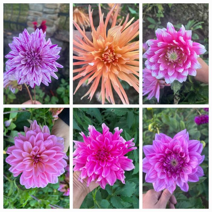 Георгіни, жоржини