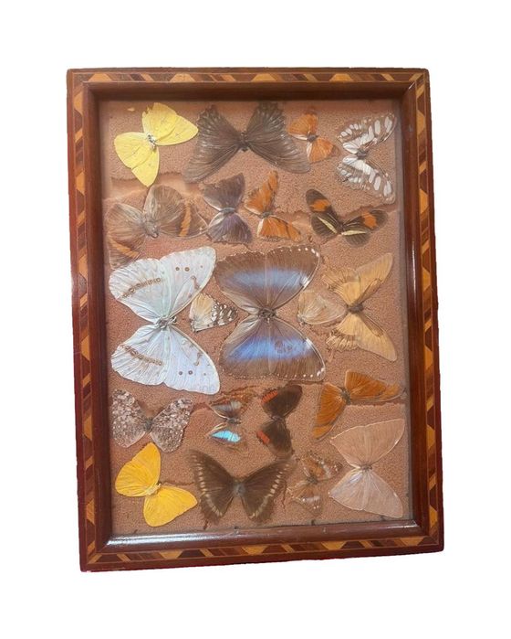 Quadro coleção borboletas