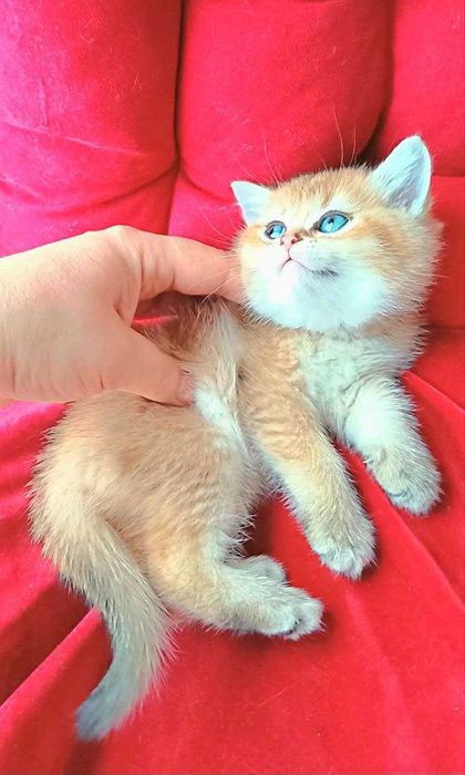 Милі плюшеві антидепресанти