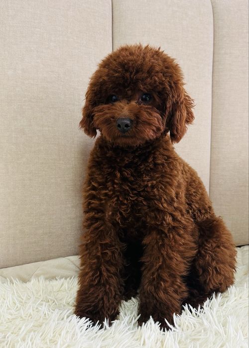 Кобель йодового кольору