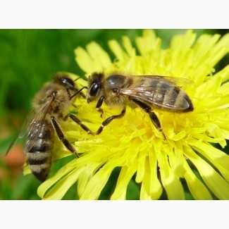 Продам бджолопакети