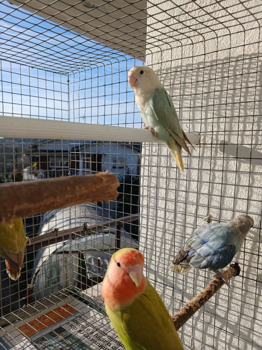 Agapornis para seder