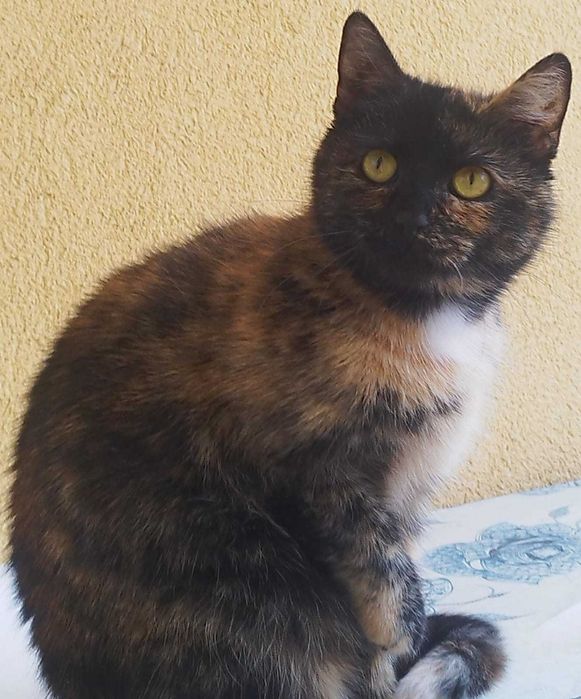 Rudy kocurek i jego mama trikolorka