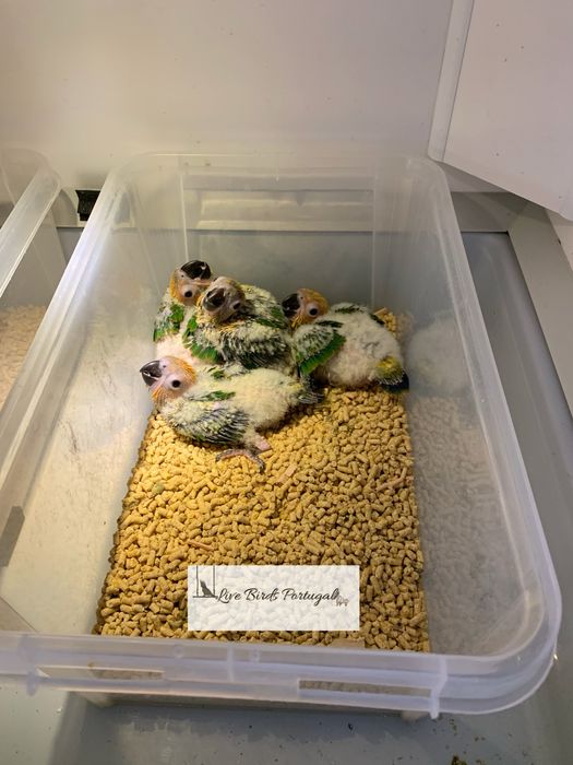 Aratingas sol bebes para cedencia