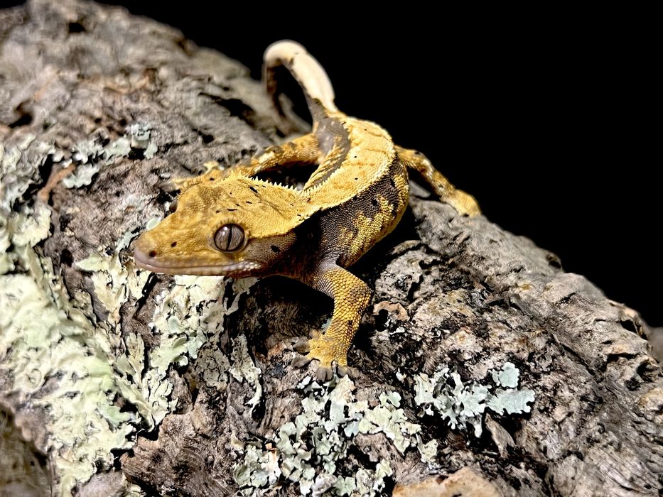 Gekon orzęsiony gekony orzęsione samiec samica wyprawka
