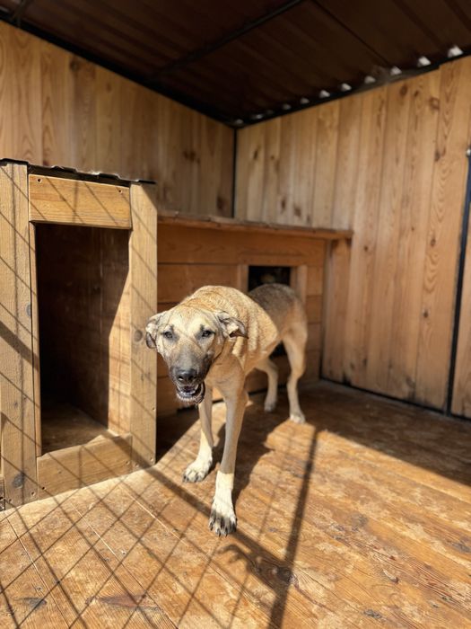 Песики, собаки, Київ, щукають родину, безкоштовно