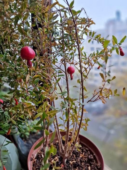 Саджанці Гранату кімнатного