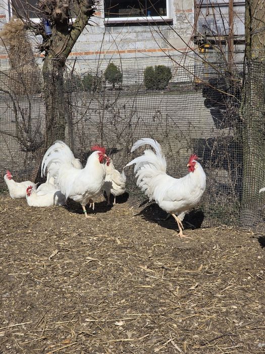 Jaja lęgowe leghorn, nioski, kury