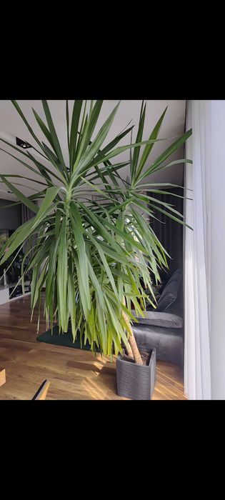 Juka domowa w donicy