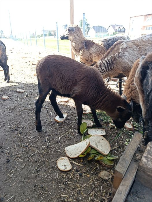 Owca Baranek kameruński