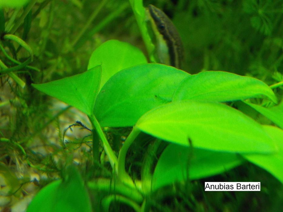 Zestaw 30 pięknych roślin akwariowych z Anubiasem na 3 plany