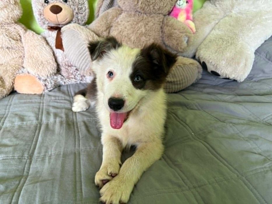 border collie sunia blue niebieskie oczko badania