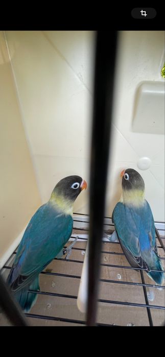 Agapornis personatas