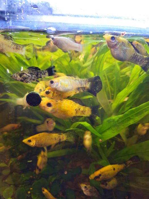 Rybki akwariowe Molinezje