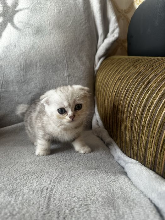 Шотландські кошенята
