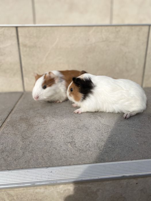 Продам морські свинки.