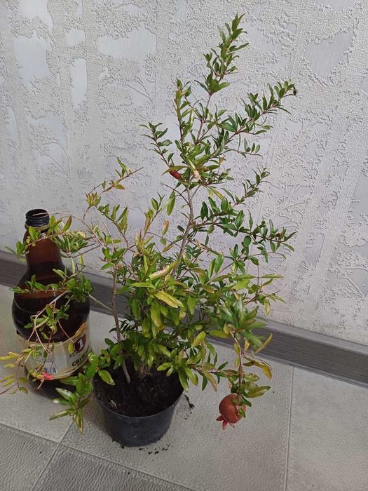 Гранат кімнатного сорту КВІТУЧІ в бутонах з плодами Фікус Лимон