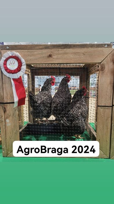 Ovos galados de pedrês portuguesa