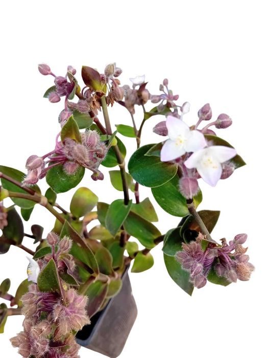 Tradescantia Callizia Repens