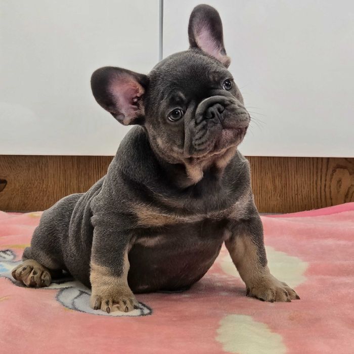 Buldog Francuski śliczny Blue Tan